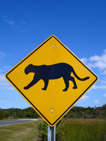 cougar crossing sign