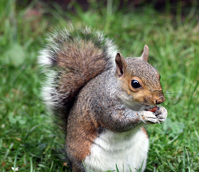 squirrel eating acorns