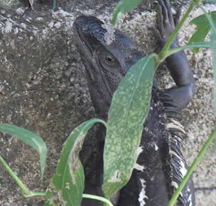 Taco the iguana