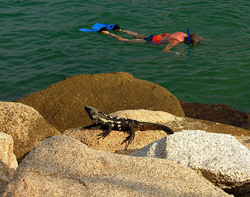 snorkler + iguana